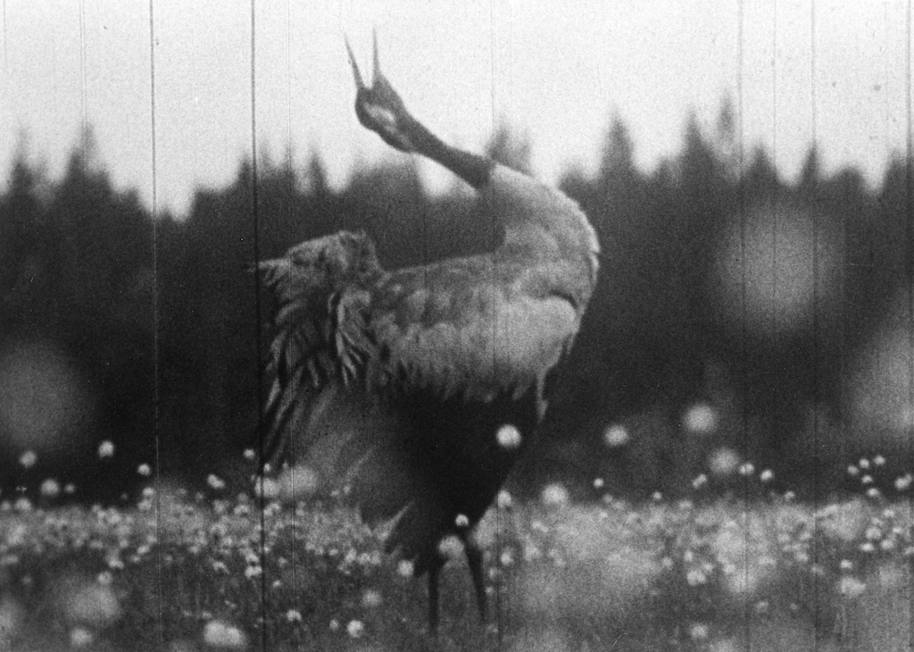 [COMMA] MOV:MENT Lab x Jumping Frames: Dance Film Exhibition