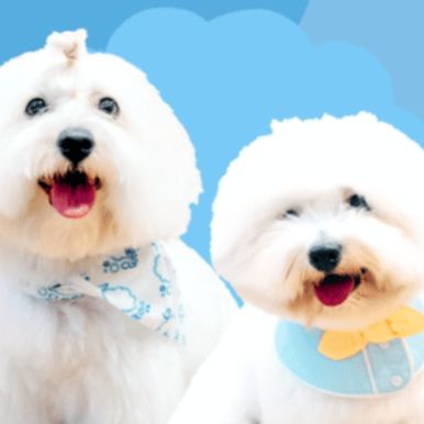 Wildcard Members: Cloud Pet Grooming and Spa Therapy 10% Off