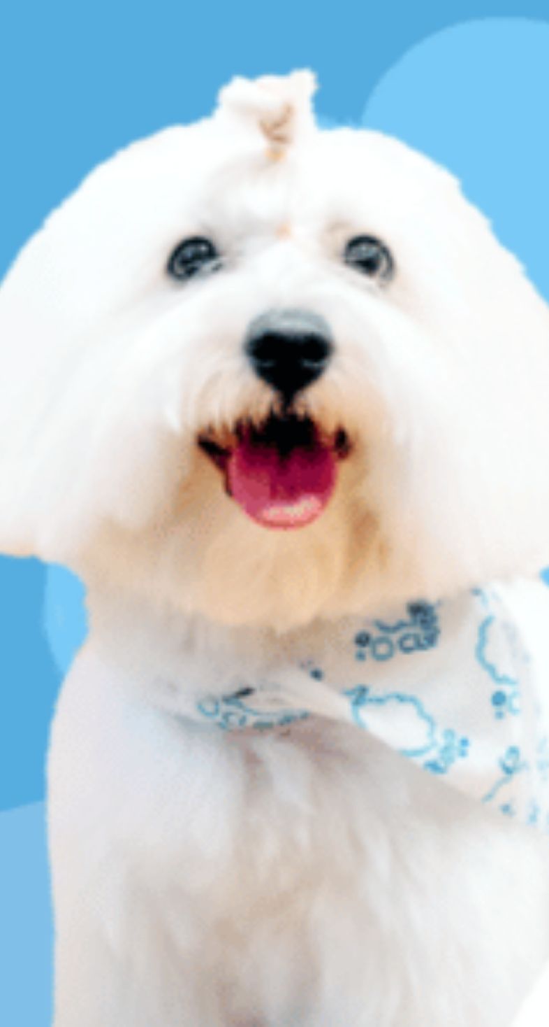 Wildcard Members: Cloud Pet Grooming and Spa Therapy 30% Off