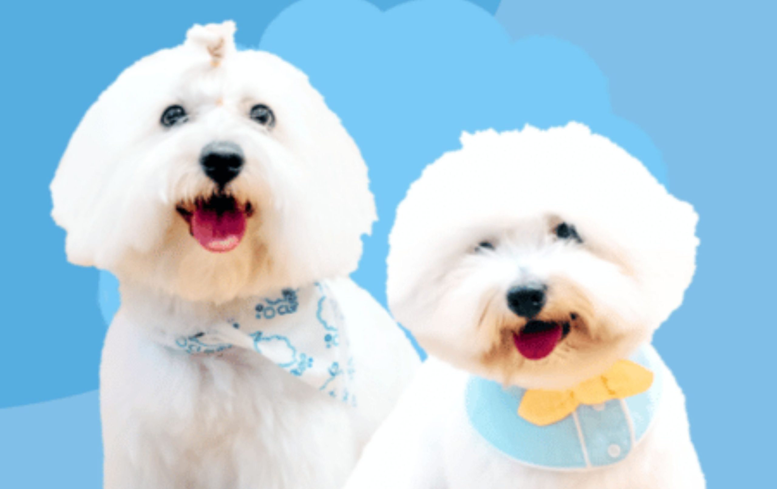 Wildcard Members: Cloud Pet Grooming and Spa Therapy 30% Off